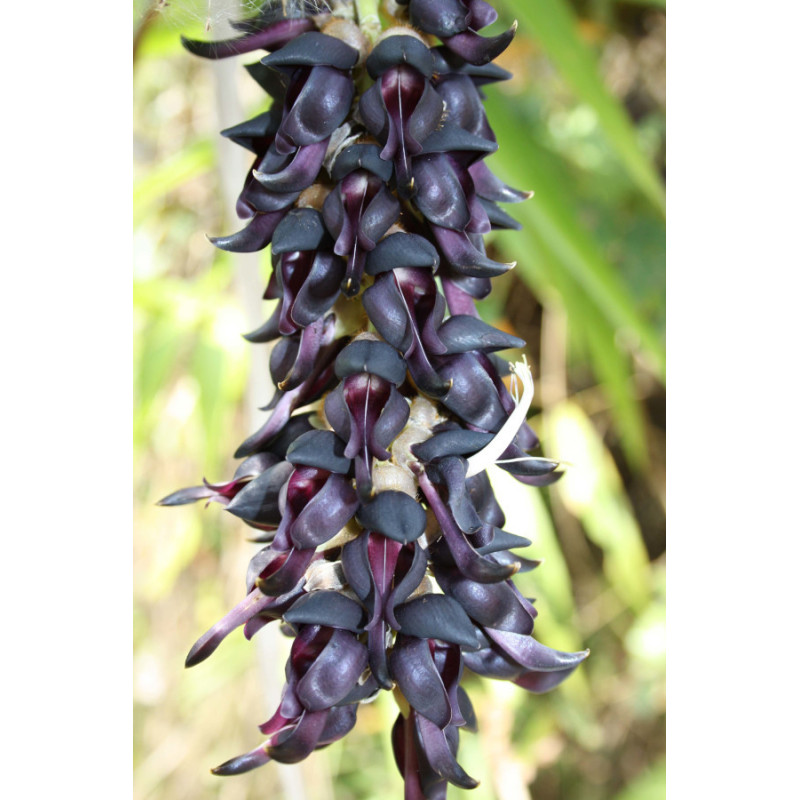 ŚWIERZBIEC WŁAŚCIWY  Mucuna pruriens