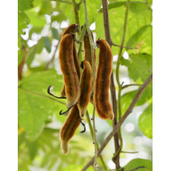 ŚWIERZBIEC WŁAŚCIWY  Mucuna pruriens