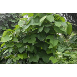 MUCUNA BRACTEATA  Mucuna bracteata