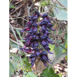 MUCUNA BRACTEATA  Mucuna bracteata