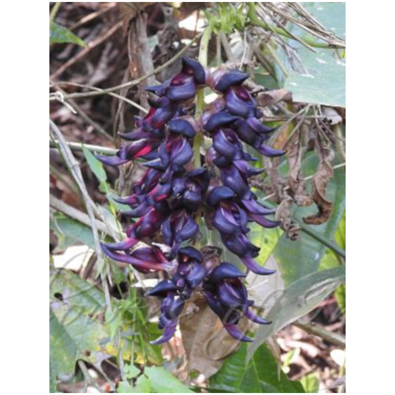 MUCUNA BRACTEATA  Mucuna bracteata