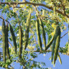 Moringa oleifera