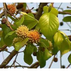 MITRAGYNA PARVIFOLIA Mitragyna parvifolia