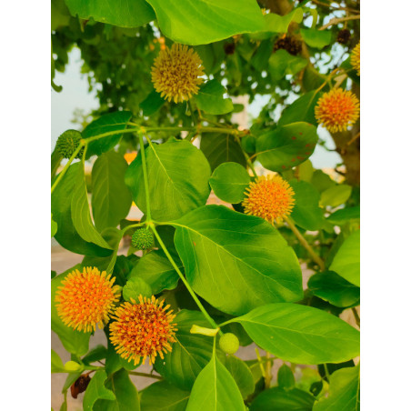 MITRAGYNA PARVIFOLIA Mitragyna parvifolia