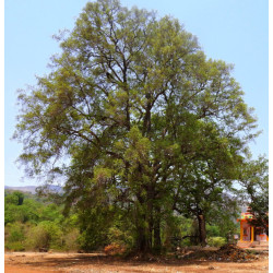 MITRAGYNA PARVIFOLIA Mitragyna parvifolia