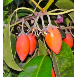 HISZPAŃSKA WIŚNIA Mimusops elengi