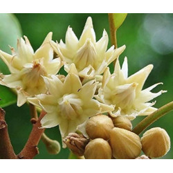 HISZPAŃSKA WIŚNIA Mimusops elengi