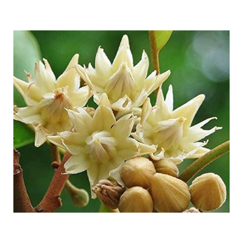 HISZPAŃSKA WIŚNIA Mimusops elengi