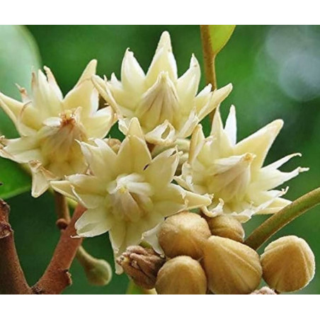 HISZPAŃSKA WIŚNIA Mimusops elengi