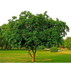 MILLETTIA PINNATA Millettia pinnata