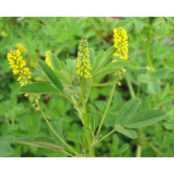 NOSTRZYK Melilotus Indicus