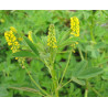 NOSTRZYK Melilotus Indicus