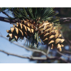Pinus flexilis