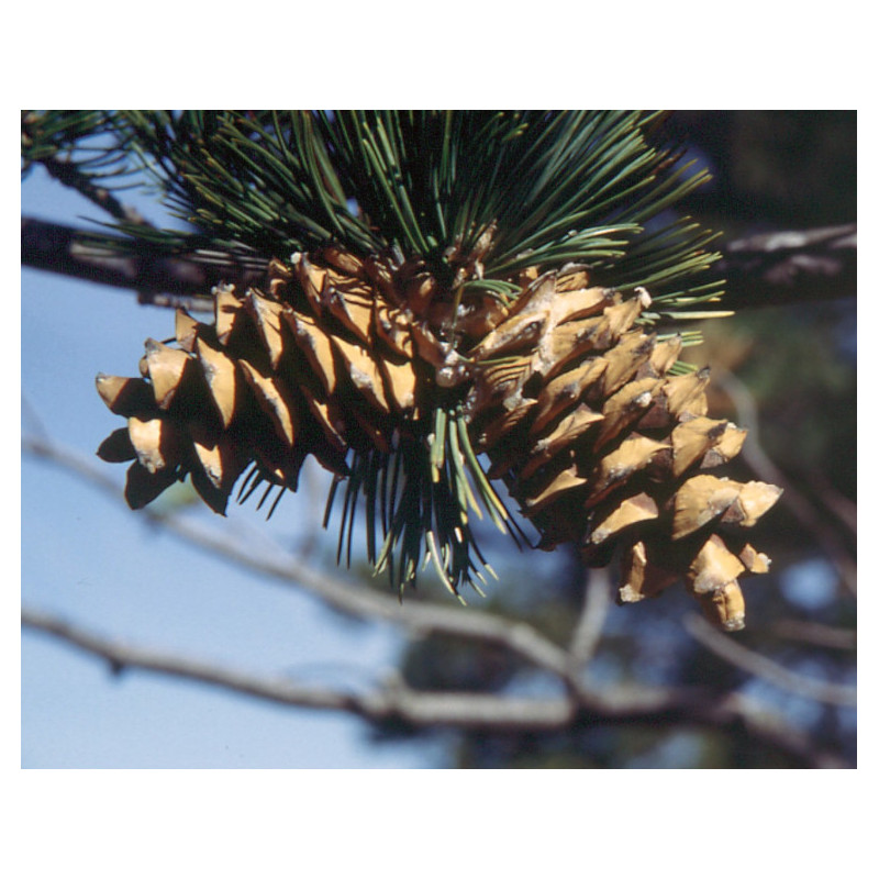 SOSNA GIĘTKA Pinus flexilis