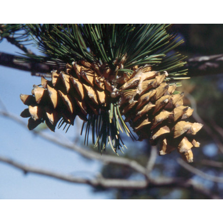 Pinus flexilis