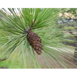 SOSNA ŻÓŁTA Pinus Ponderosa