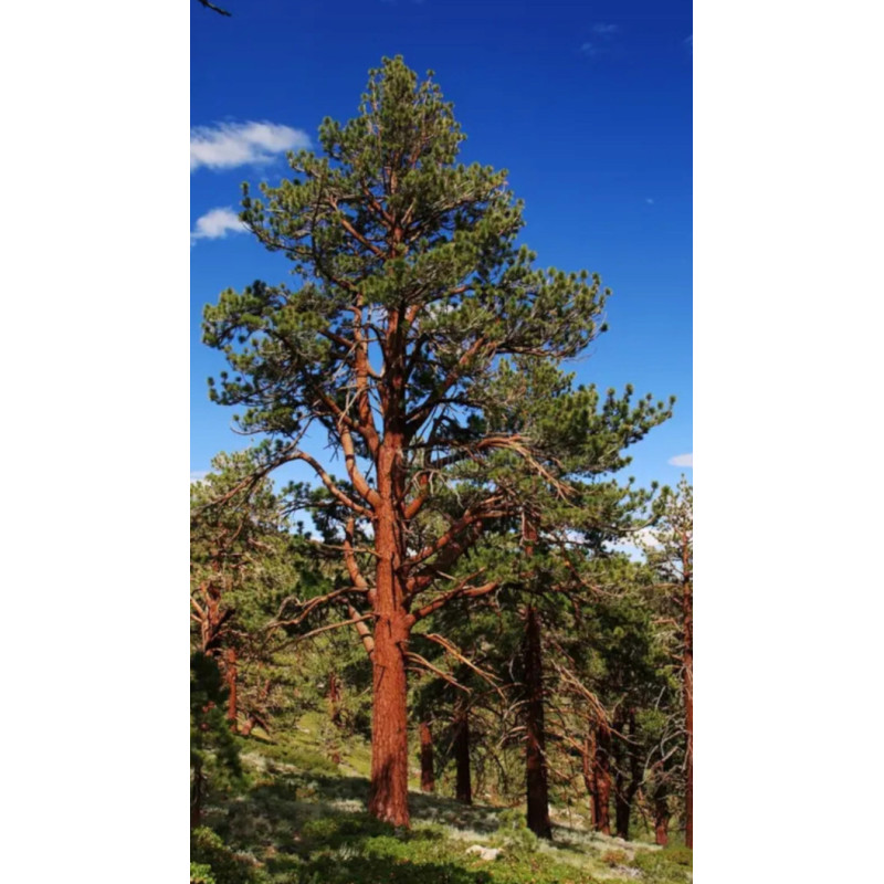 Pinus Ponderosa Kaibab