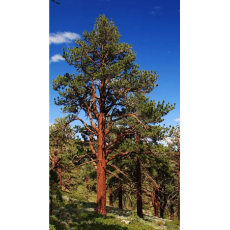 SOSNA ŻÓŁTA Pinus Ponderosa