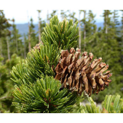 SOSNA OŚCISTA Pinus aristata