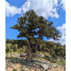 SOSNA OŚCISTA Pinus aristata