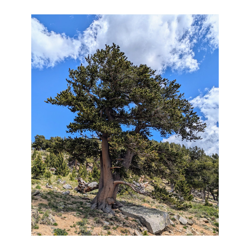 SOSNA OŚCISTA Pinus aristata