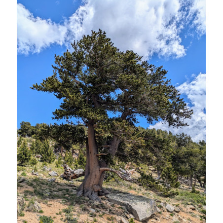 SOSNA OŚCISTA Pinus aristata