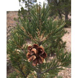 SOSNA EDULIS Pinus edulis