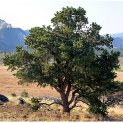 SOSNA EDULIS Pinus edulis