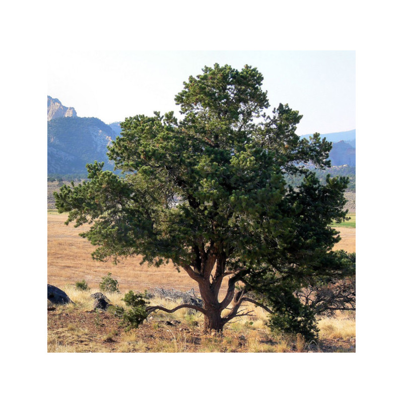 SOSNA EDULIS Pinus edulis