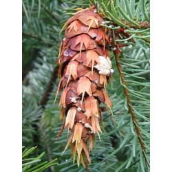 DAGLEZJA ZIELONA Pseudotsuga menziesii glauca