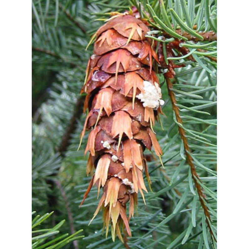 DAGLEZJA ZIELONA Pseudotsuga menziesii glauca