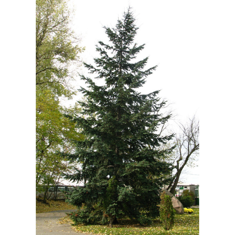 Pseudotsuga menziesii glauca