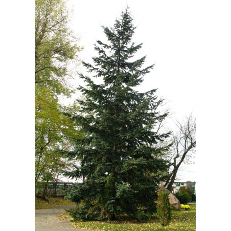 Pseudotsuga menziesii glauca