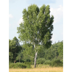 BRZOZA BRODAWKOWATA Betula pendula