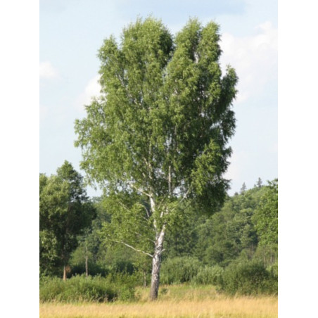 Betula pendula