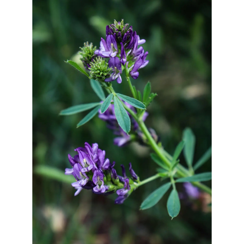 LUCERNA SIEWNA  Medicago sativa