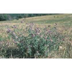 LUCERNA SIEWNA  Medicago sativa