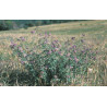 LUCERNA SIEWNA  Medicago sativa