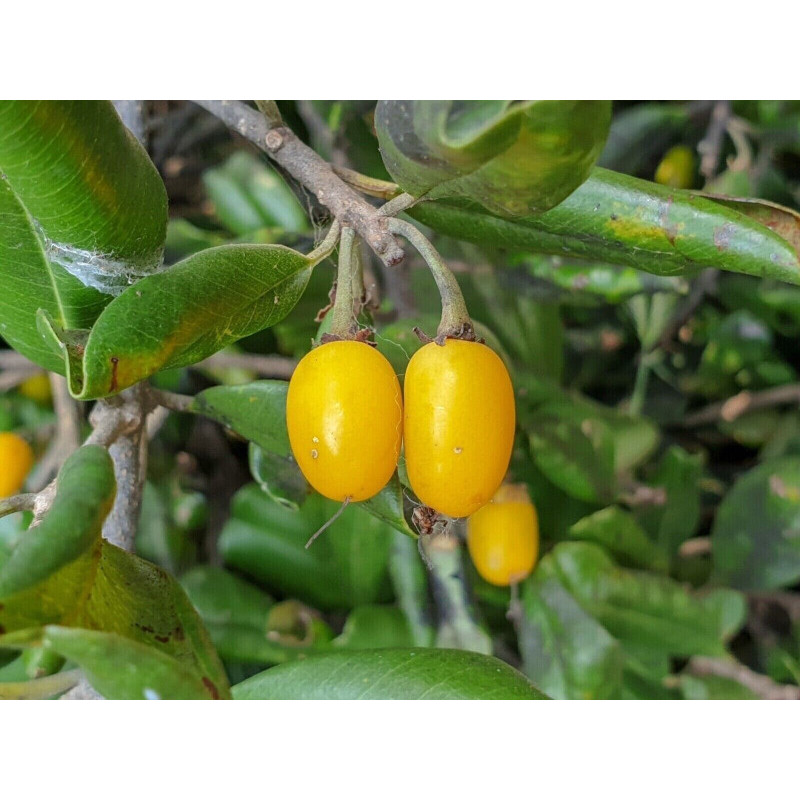 MANILKARA HEXENDRA Manilkara hexandra