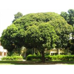 MANILKARA HEXENDRA Manilkara hexandra