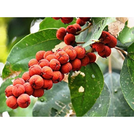 DRZEWO KAMALA Mallotus philippensis