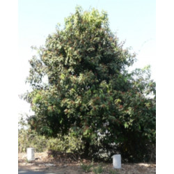 DRZEWO KAMALA Mallotus philippensis