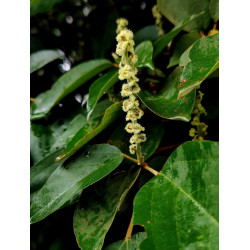 DRZEWO KAMALA Mallotus philippensis