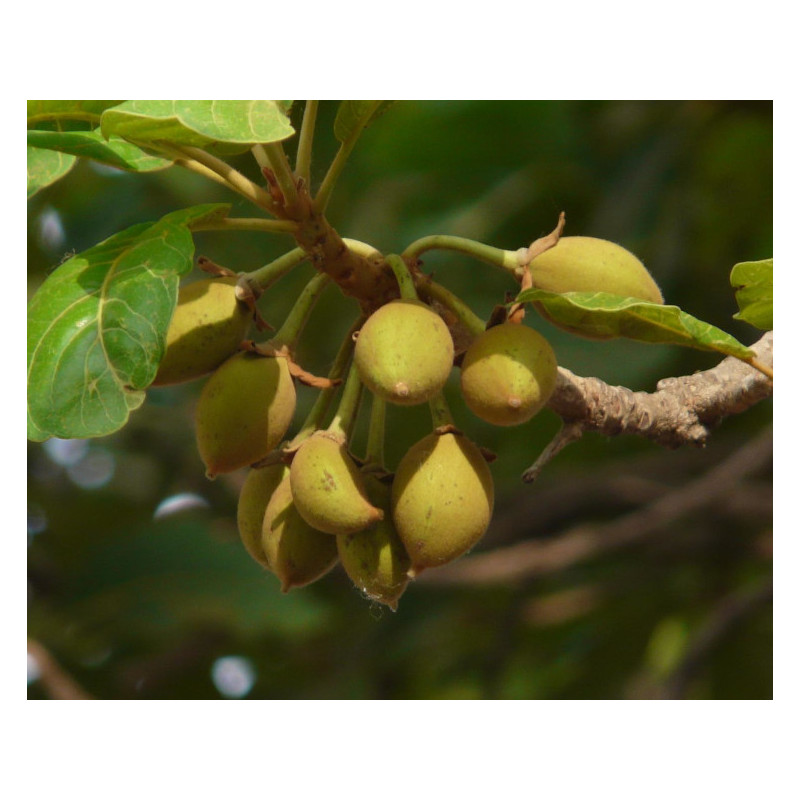 MADHUCA LONGIFOLIA Madhuca longifolia