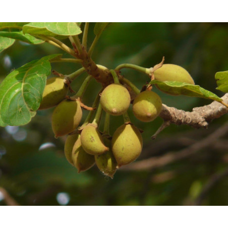MADHUCA LONGIFOLIA Madhuca longifolia