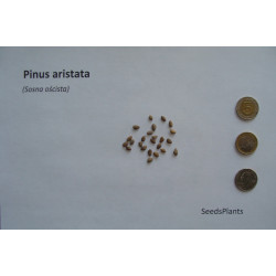 SOSNA OŚCISTA Pinus aristata