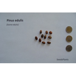 SOSNA EDULIS Pinus edulis