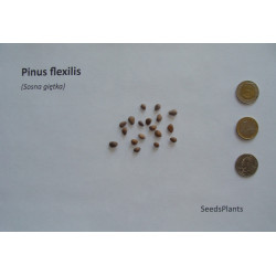 SOSNA GIĘTKA Pinus flexilis