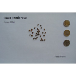 SOSNA ŻÓŁTA Pinus Ponderosa