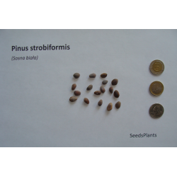 Pinus strobiformis